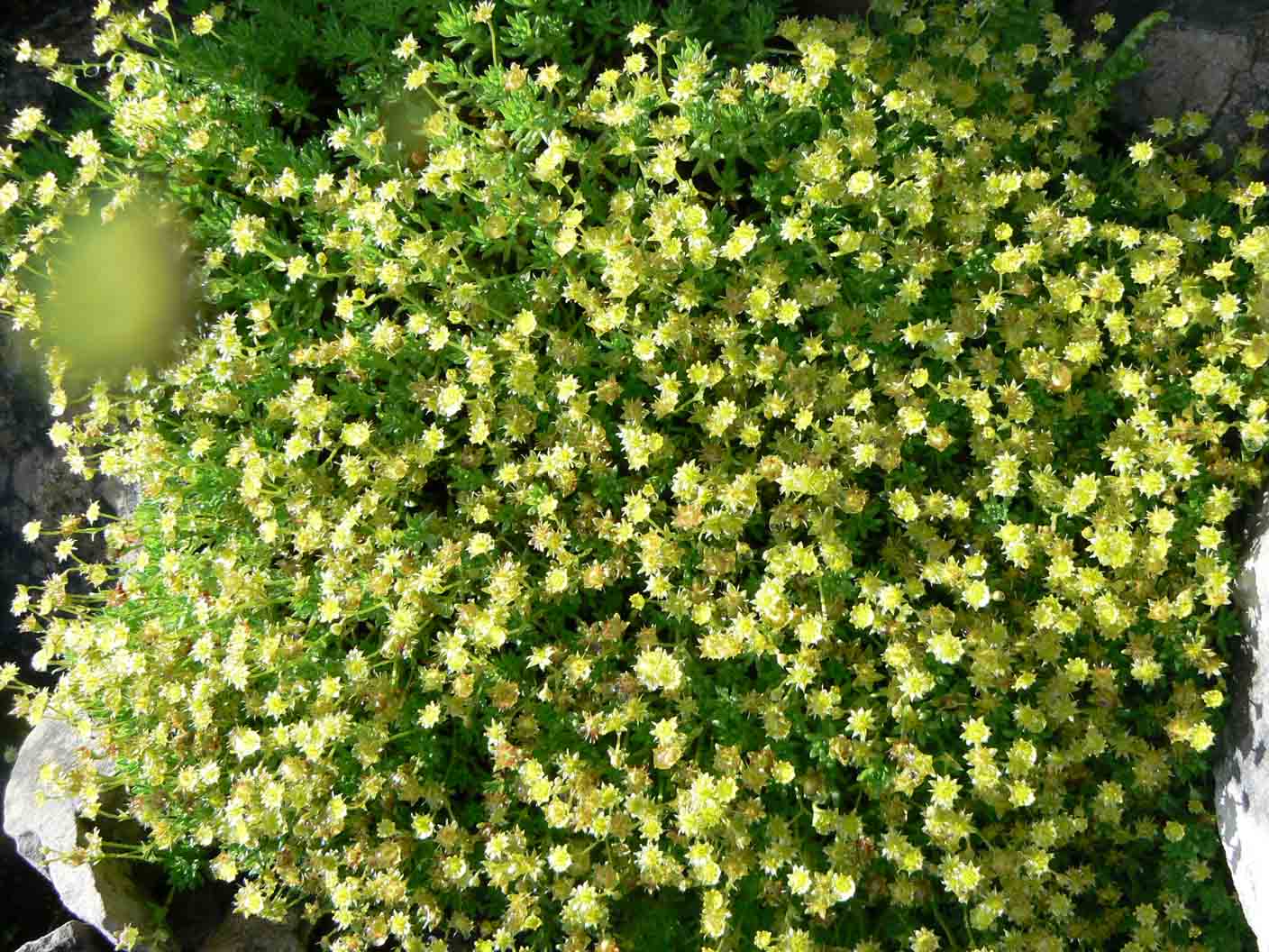 Saxifraga sedoides / Sassifraga setolosa
